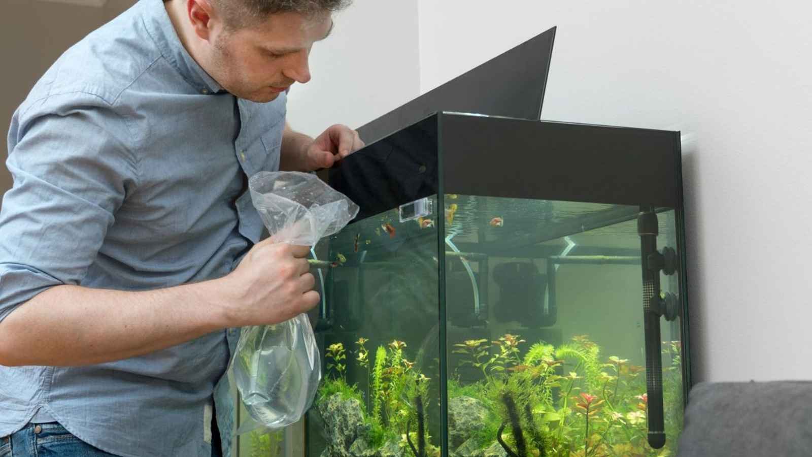 Clean Your Aquarium Day Clean Your Aquarium Day 2023: Date, History, Facts, Activities