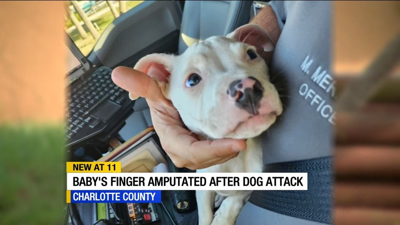 Florida Woman Faces Charges for Endangering Baby with Pitbull Mix Florida Woman Faces Charges for Endangering Baby with Pitbull Mix