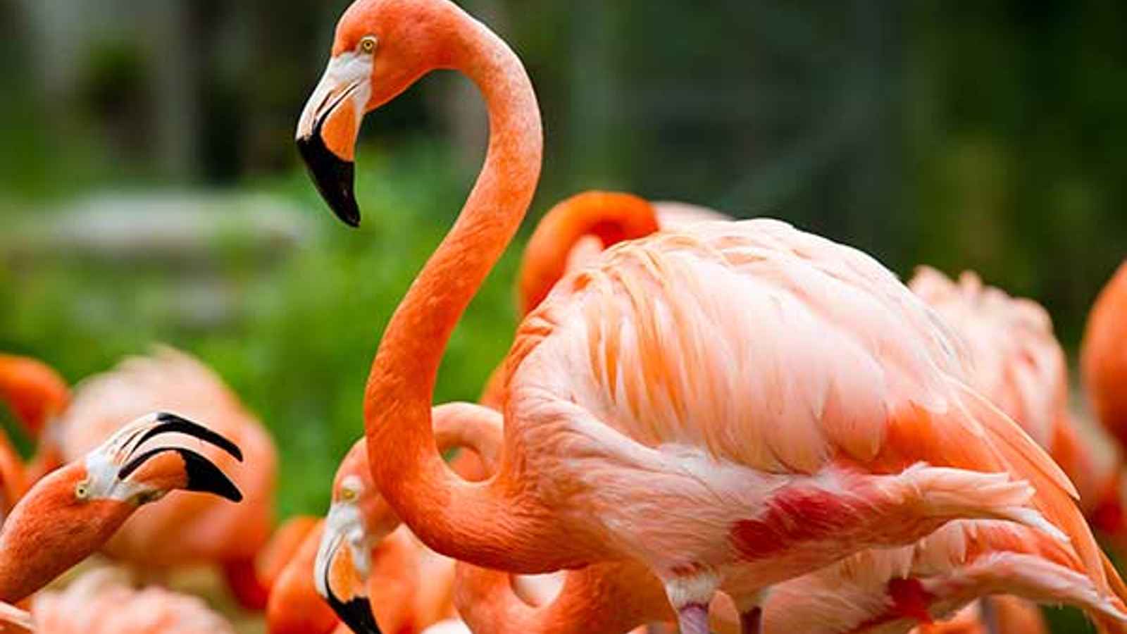 Pink Flamingo Day 2023 Date, History, Facts, Activities