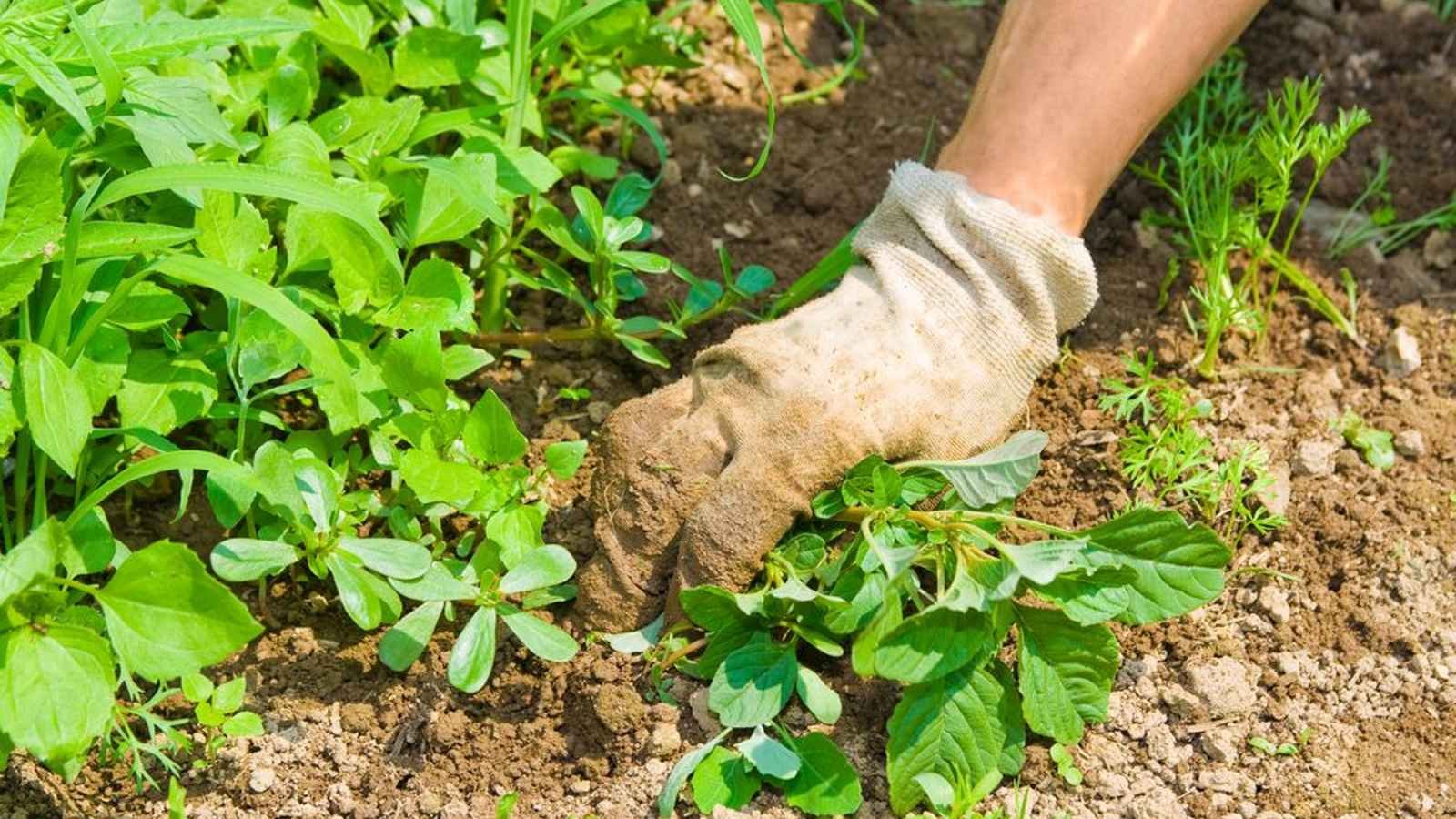 National Gardening Exercise Day National Gardening Exercise Day 2023: Date, History, Facts, Activities