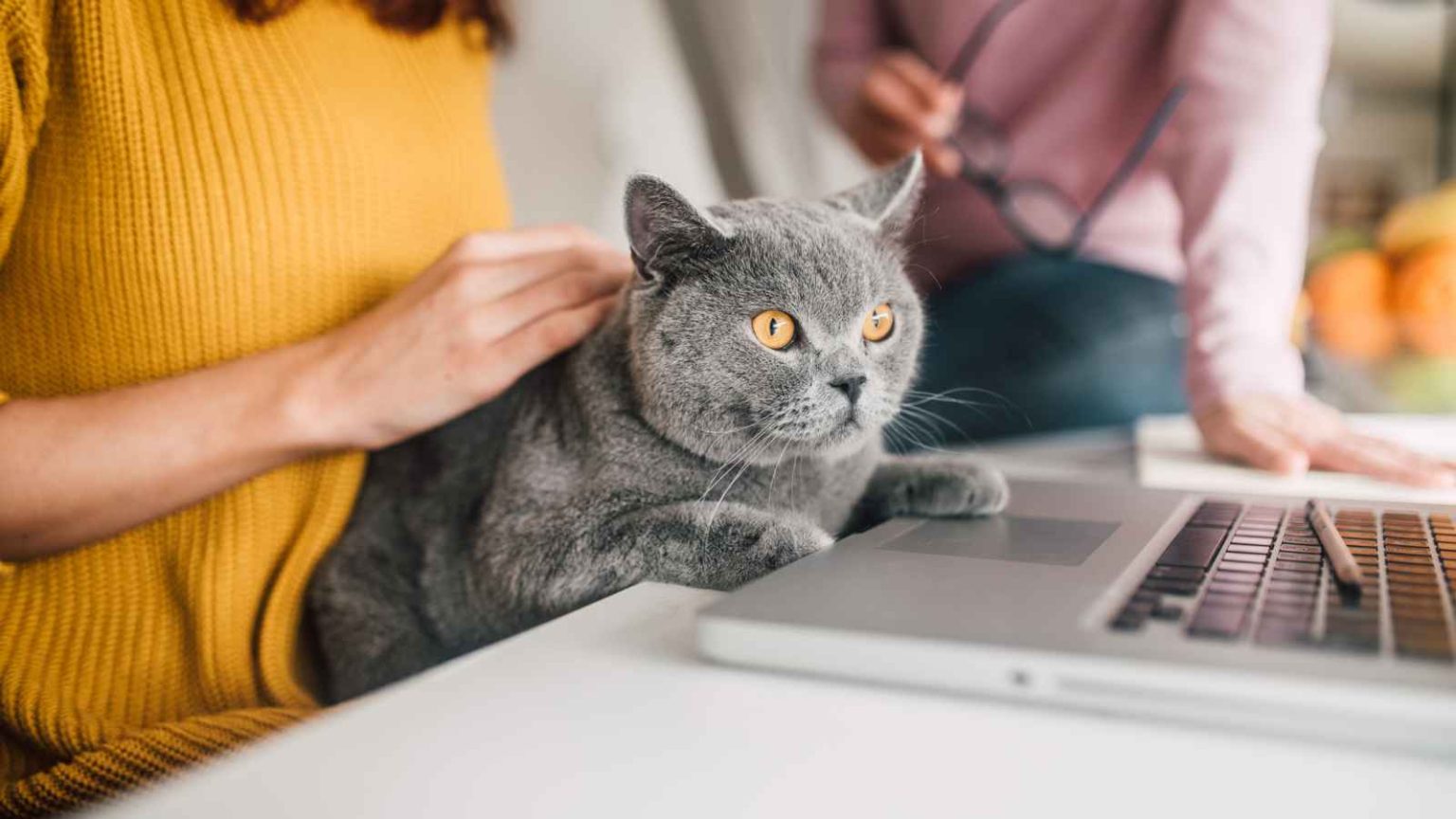 National Take Your Cat to Work Day 2023 Date, History, Activities