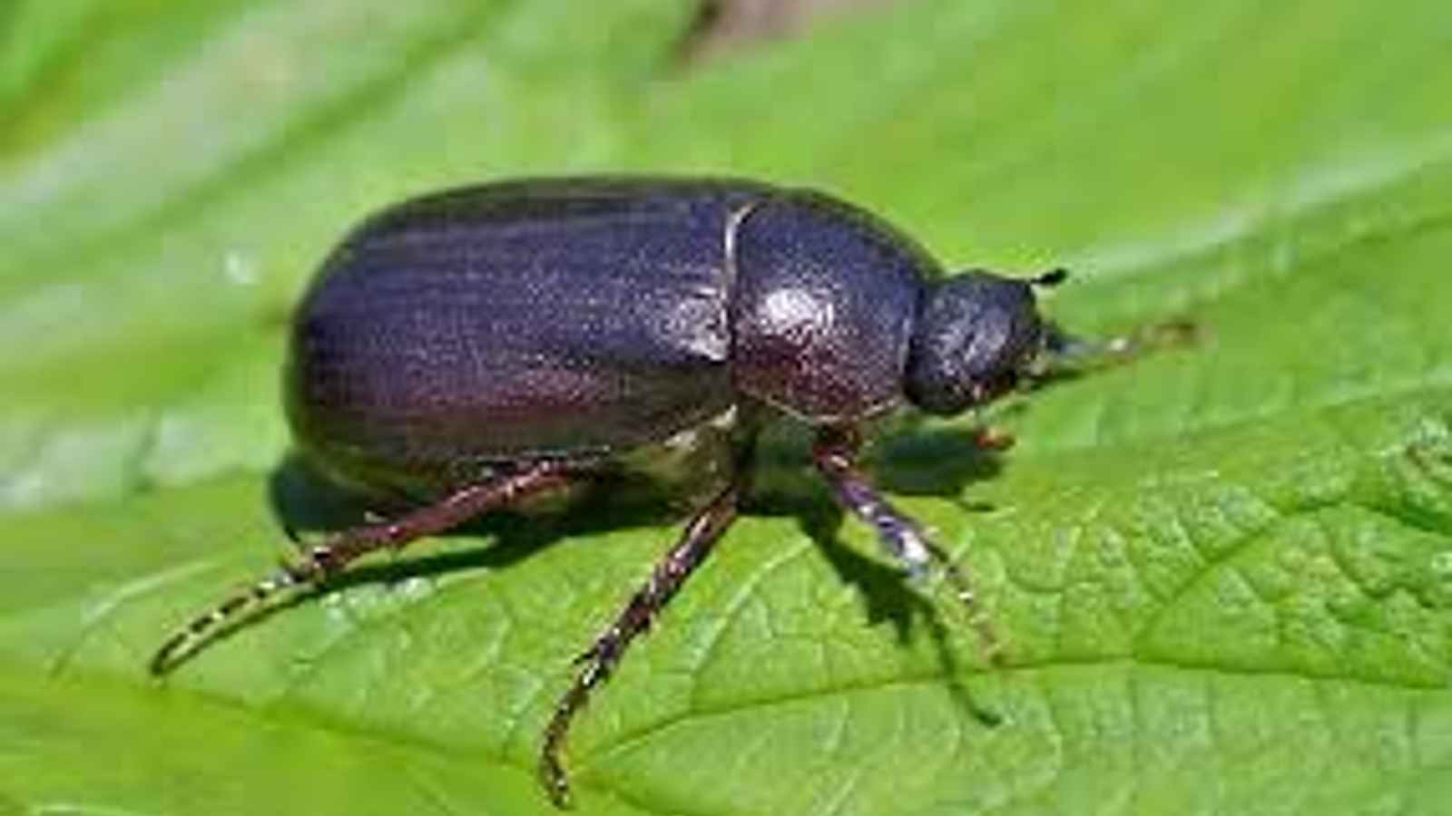 June Bug Day 2023: Date, History, Facts, Activities