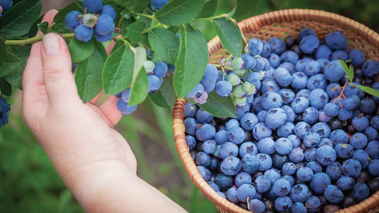 Pick Blueberries Day Pick Blueberries Day 2023: Date, History, Facts about Blueberries