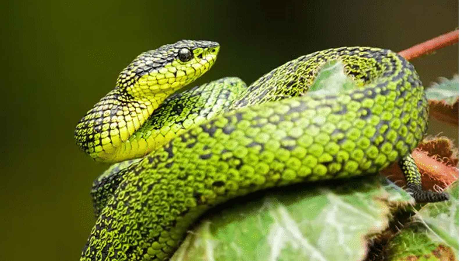 World Snake Day 2023: Date, History, Facts about Snakes