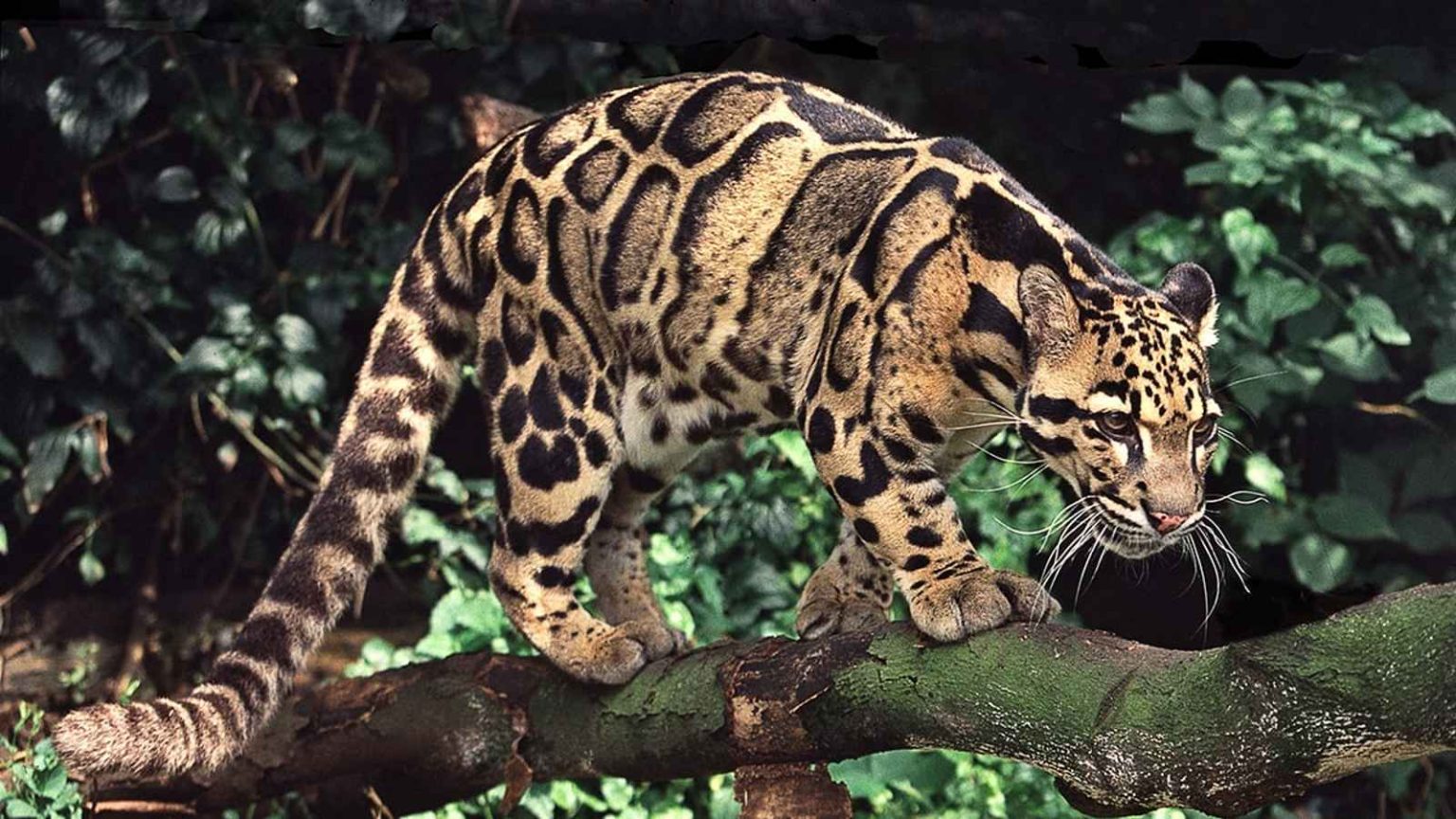 International Clouded Leopard Day 2023: Date, History, Facts about