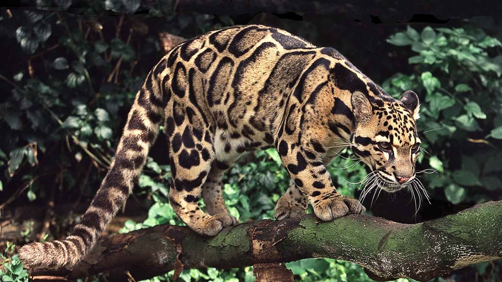 International Clouded Leopard Day 2023: Date, History, Facts about Clouded Leopard