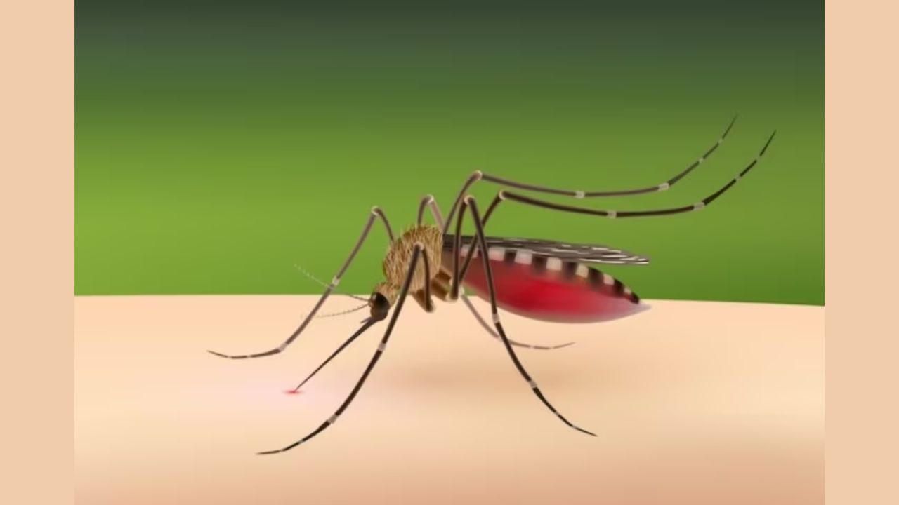 Dengue Surge in Delhi