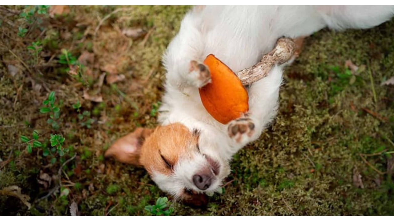 Enhancing Your Dog's Health with Fungi Friends