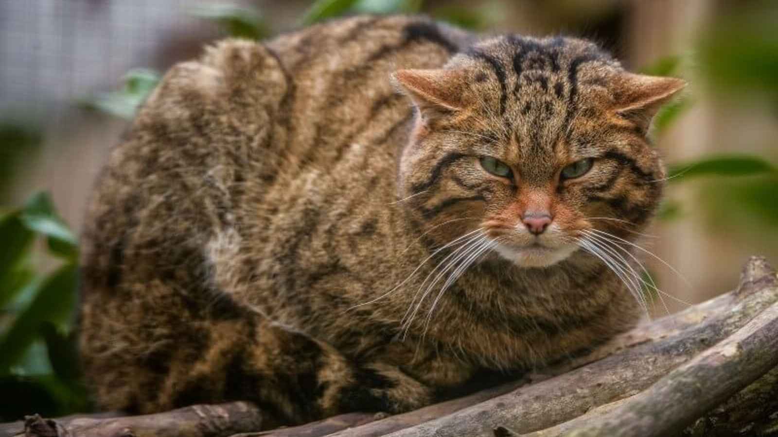 Scottish Wildcat Day Scottish Wildcat Day 2023: Date, History, Facts about Wildcats