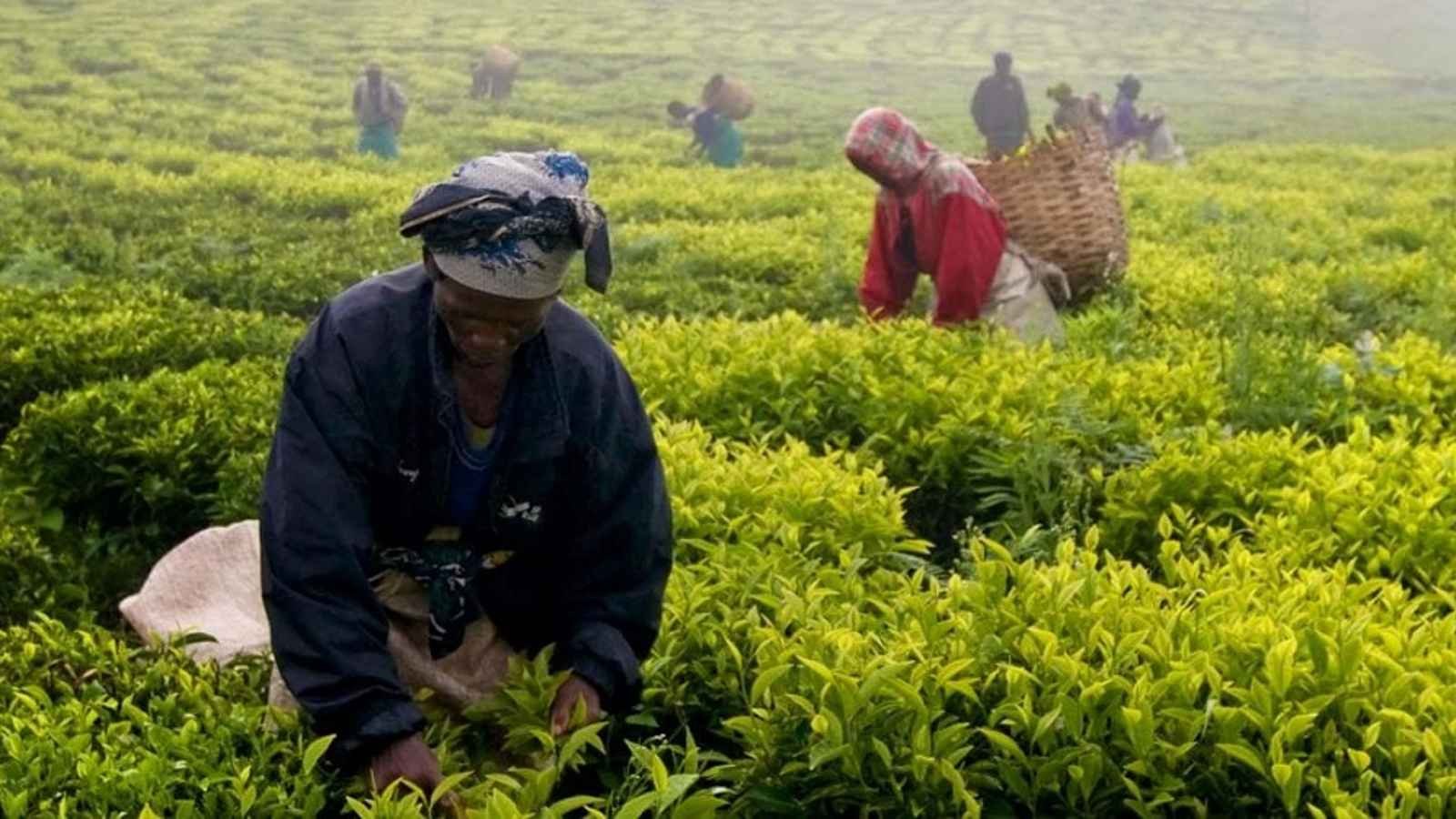 Peasants' Day in Tanzania Peasants' Day in Tanzania 2023: Date, History, Facts, Activities