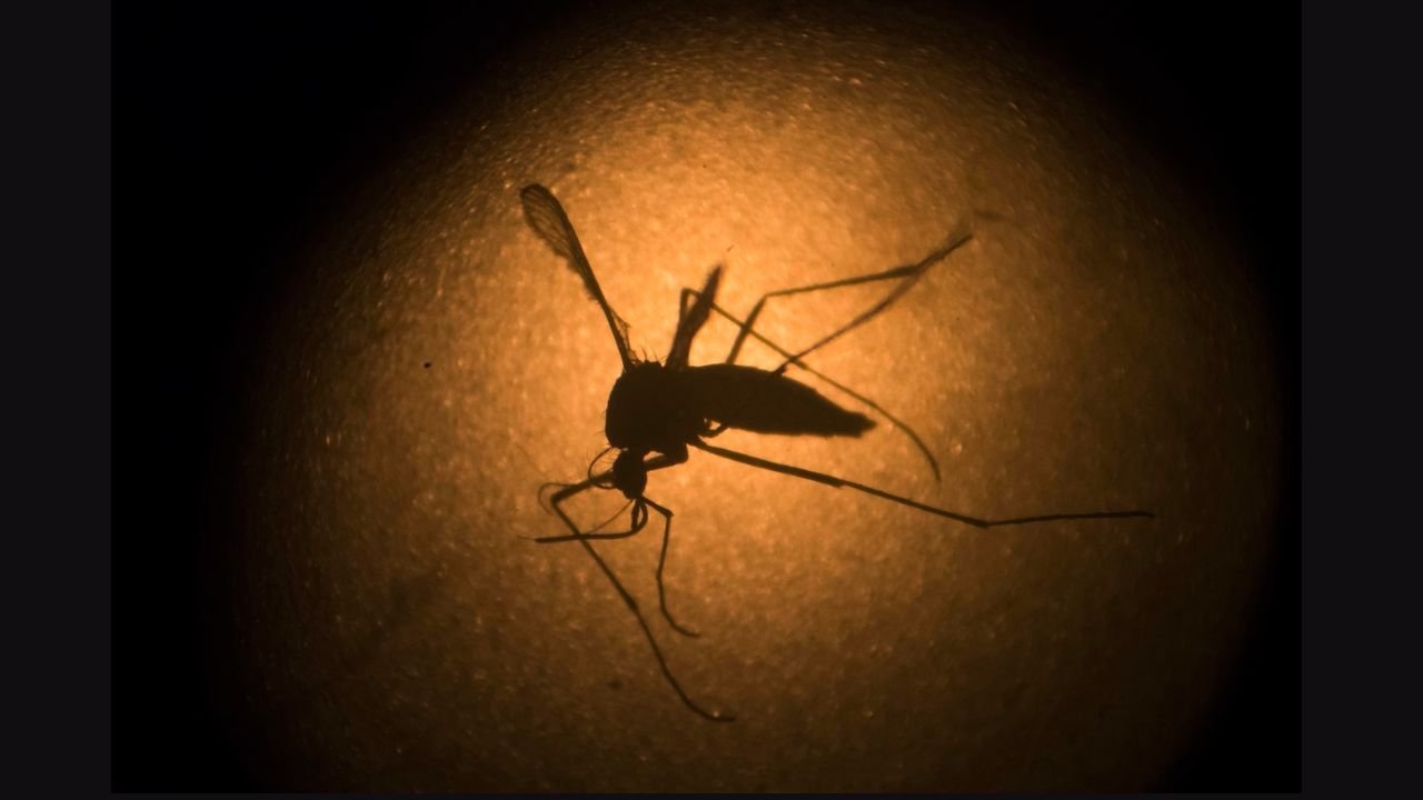 What to know about dengue fever after Florida officials warn of cases What to know about dengue fever after Florida officials warn of cases