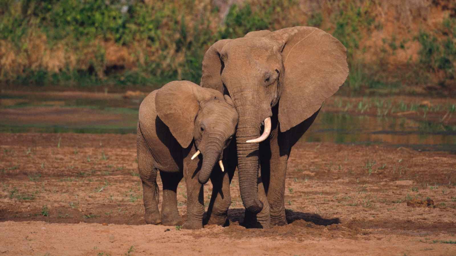World Elephant Day World Elephant Day 2023: Date, History, Facts about Elephants