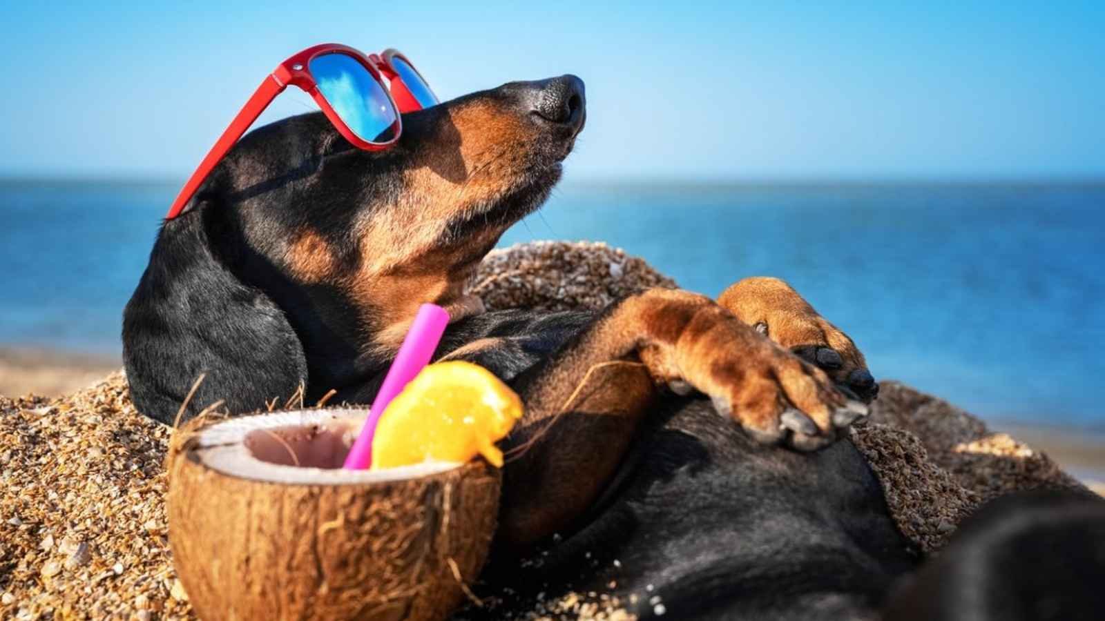 National Dog Day National Dog Day 2023: Date, History, Facts, Celebrations