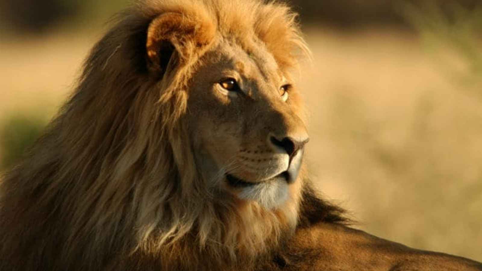 World Lion Day 2023: Date, History, Facts about Lion