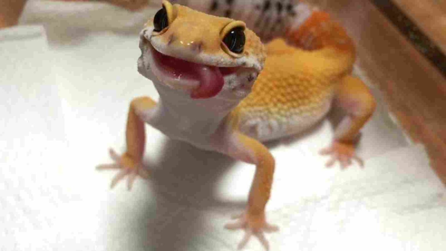Happy World Lizard Day: Wishes, Quotes, Messages, Greetings and More