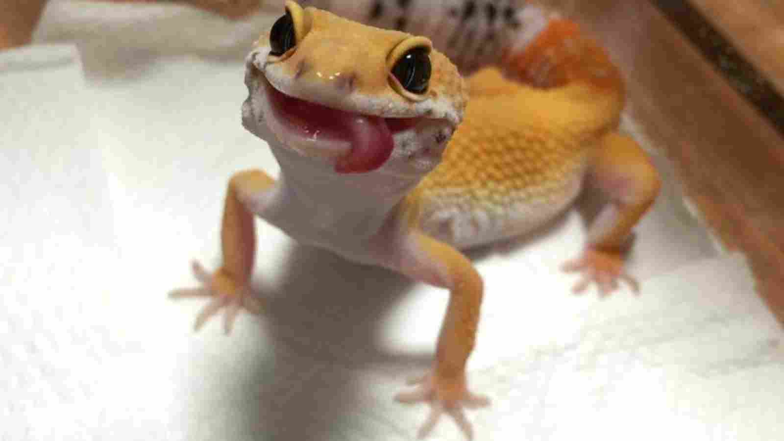 Happy World Lizard Day: Wishes, Quotes, Messages, Greetings and More