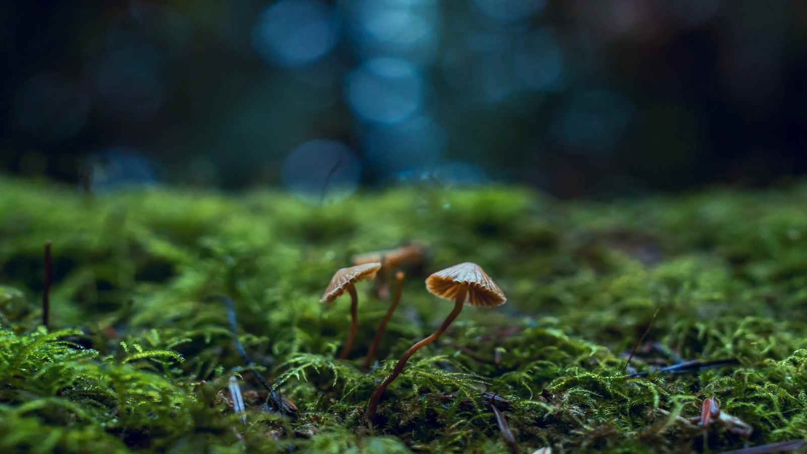 environment World Habitat Day Messages, Wishes and Quotes
