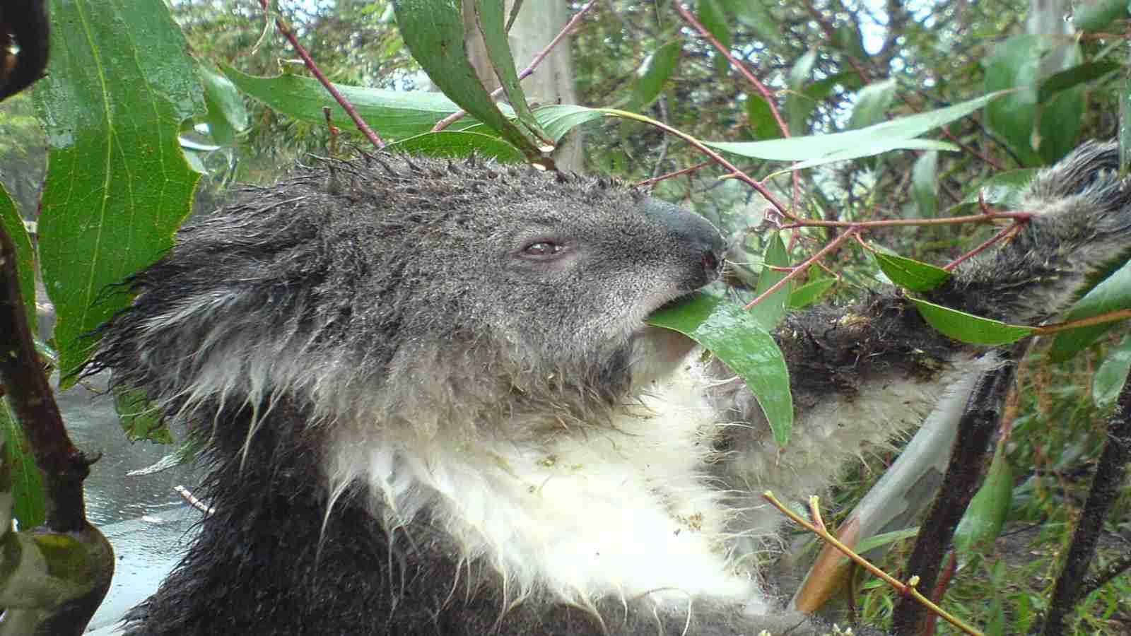 Save The Koala Day Quotes, Messages and Wishes