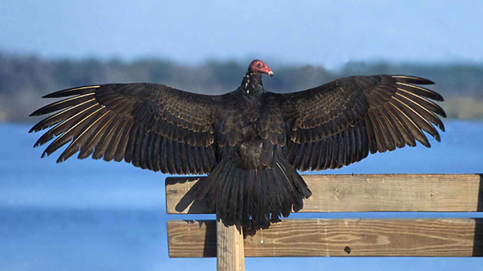 Turkey Vulture Day 2023 Date History Facts About Vulture 