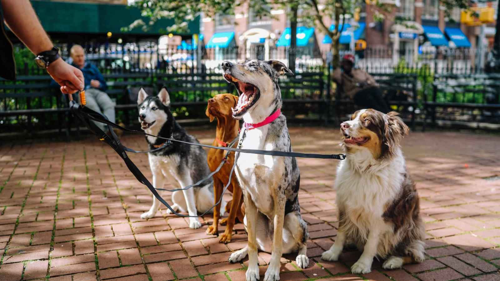 National Dog Walker Appreciation Day 2023: Date, History, Facts, Activities
