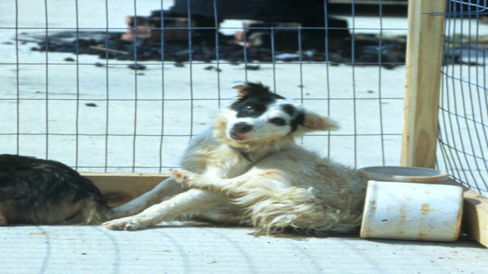 Best World Rabies Day Best World Rabies Day Quotes, Messages and Wishes