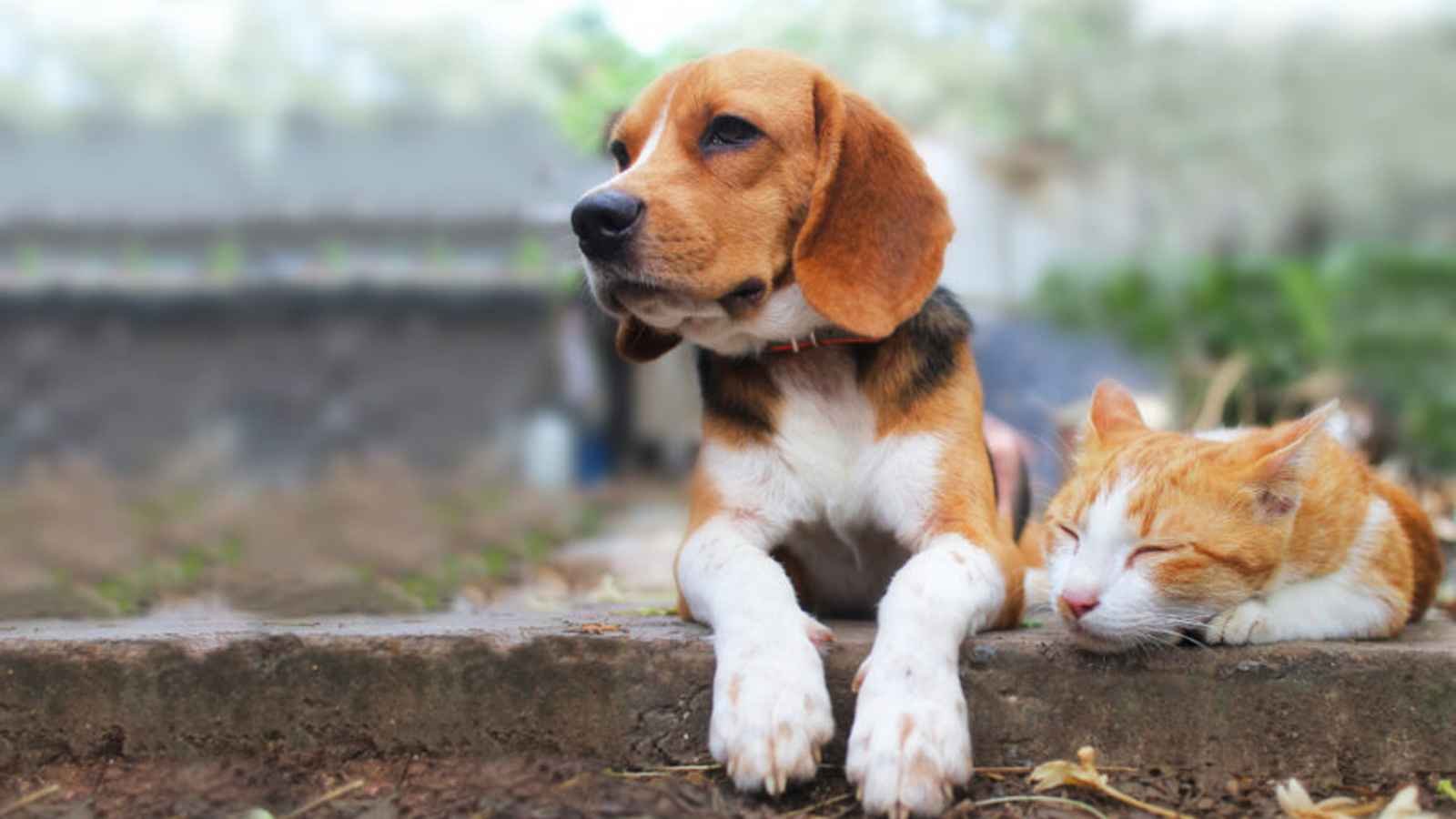 National Cat & Dog Gut Health Awareness Day National Cat & Dog Gut Health Awareness Day 2023: Date, History, Facts about The Gut of your Pet