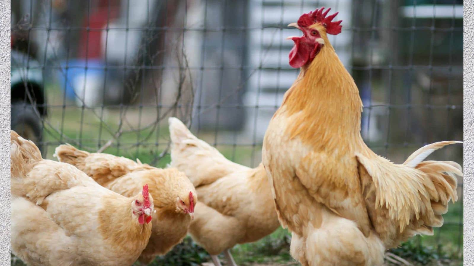 Avian Flu Cases Poultry industry anticipates increase in cases as