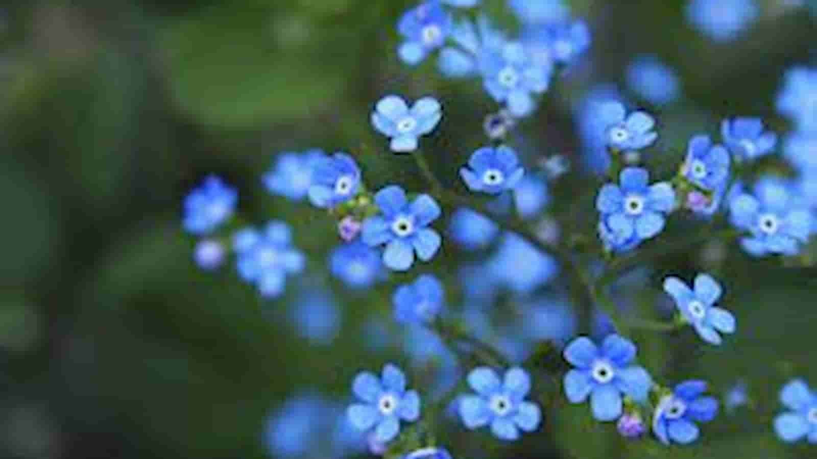 Forget Me Not Day Forget Me Not Day