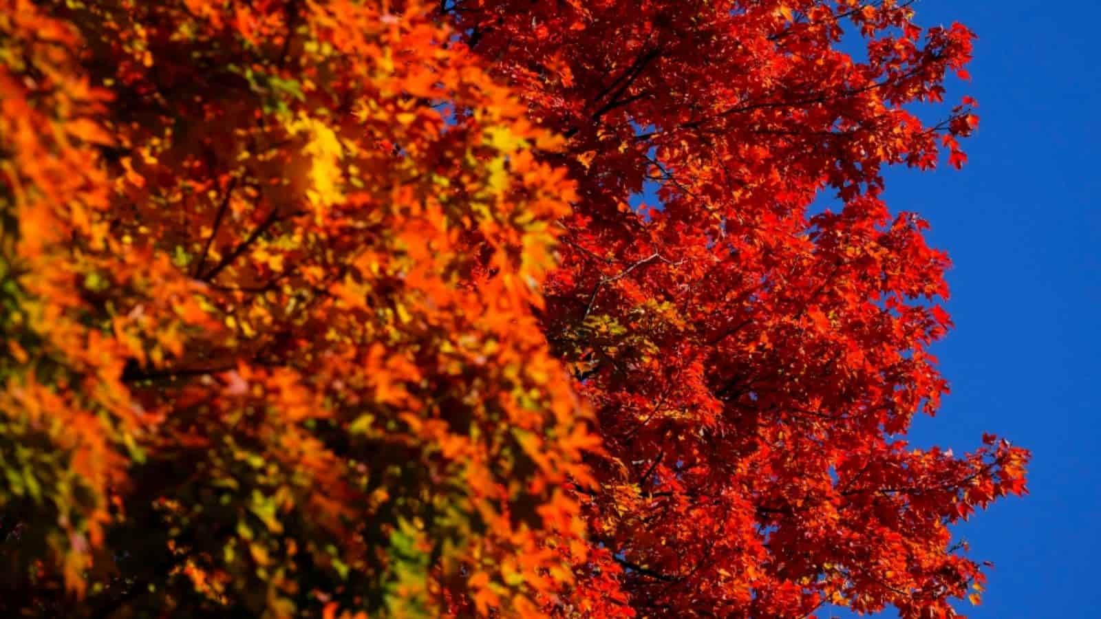 How Summer Weather Shifted Colors How Summer Weather Shifted Colors