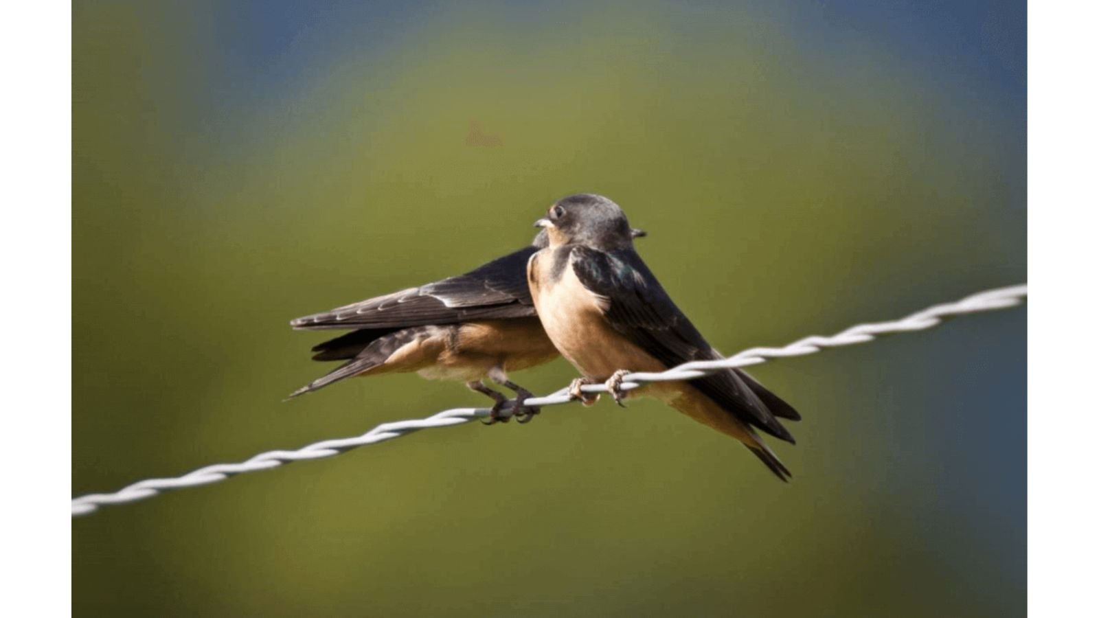 International Swallows Depart from San Juan Capistrano Day