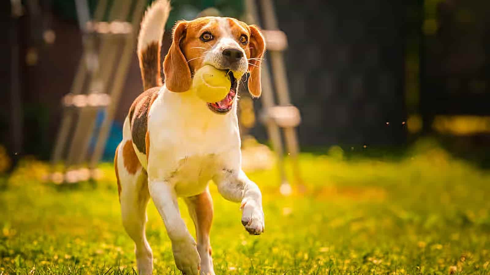 National Fetch Day Quotes (1) National Fetch Day Quotes (1)