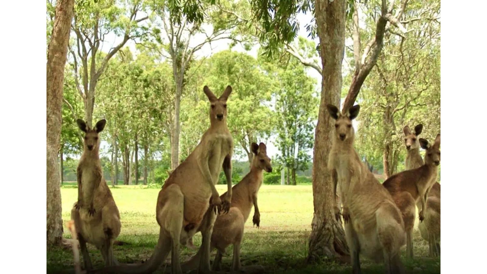 National Kangaroo Awareness Day 2023