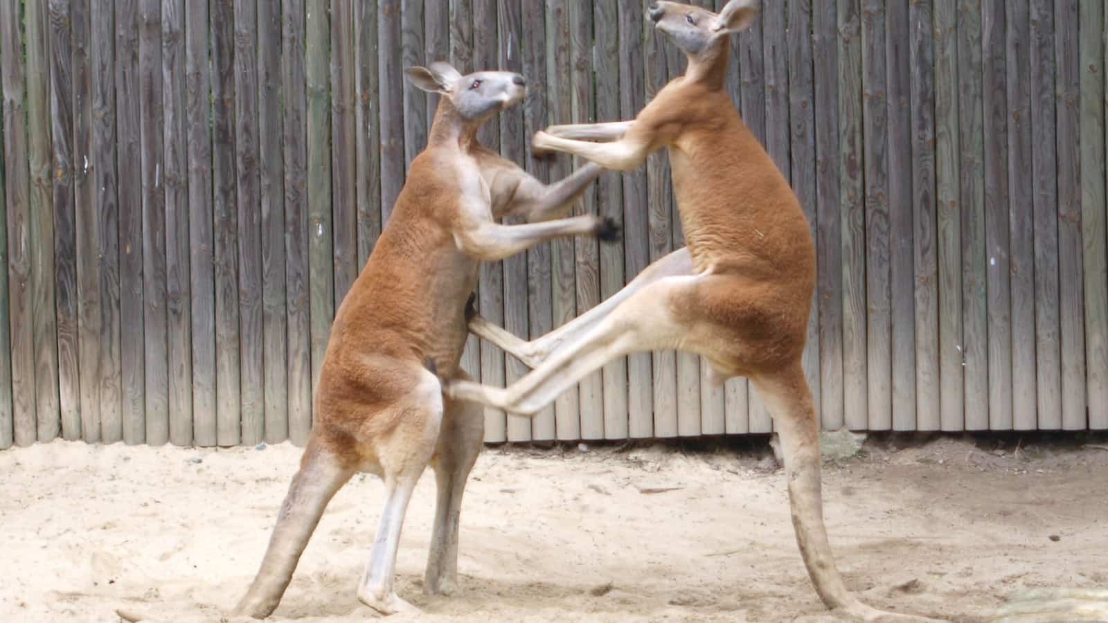 National Kangaroo Awareness Day National Kangaroo Awareness Day