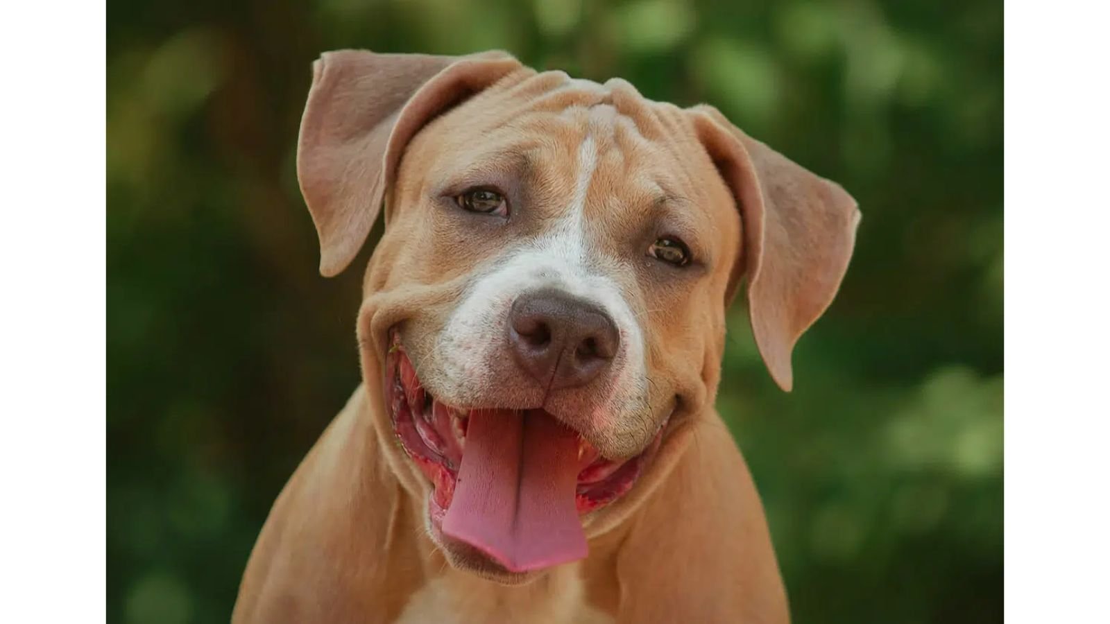National Pit Bull Awareness Day 2023 (1) National Pit Bull Awareness Day 2023