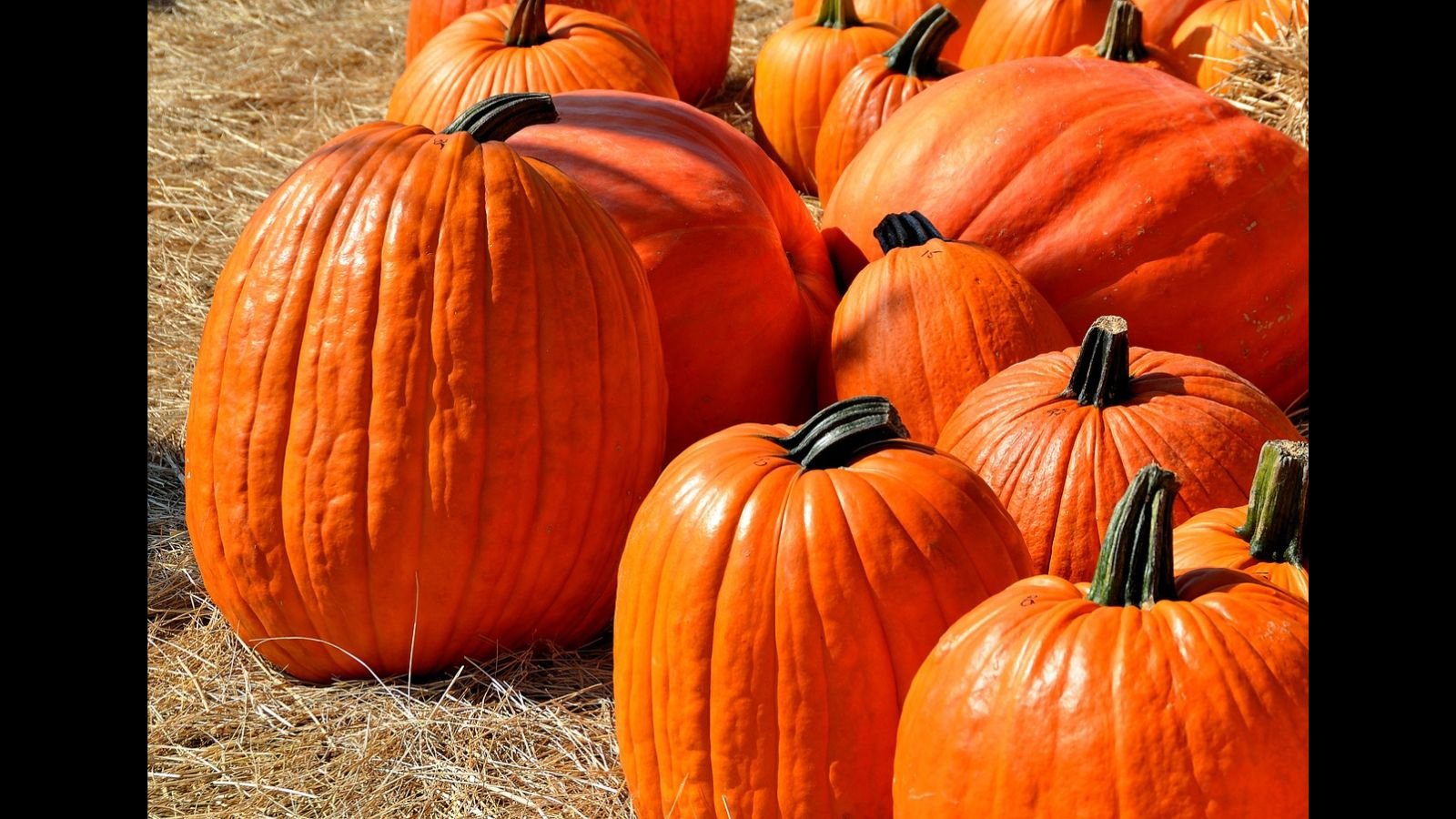 National Pumpkin Day 2023 Accession Day is observed on October 26. The day signifies the occasion on which Maharaja Hari Singh affixed his signature to the 'Instrument of Accession' issued by the Government of India. By signing this document, Jammu and Kashmir formally incorporated into the Dominion of India. The date was initially declared a national holiday in 2020. Jammu and Kashmiris who support India on a nationalistic level observe the occasion through the display of flags, chanting the Indian national anthem, and setting off fireworks. Individuals with separatist ambitions in Jammu and Kashmir observe the day as a "black day" in remembrance of the province's former independence. The background of ACESION DAY The history of Jammu and Kashmir is extensive and illustrious. Humans have inhabited the region since 3000 B.C., during the Neolithic period. Subsequent to that period, numerous monarchs have ruled over the inhabitants of Jammu and Kashmir, including, among others, the Maurya Empire, the Karkota Empire, the Mughals, and the Sikhs. Jainism is a princely kingdom in Kashmir. Kashmir was obliterated during the partition of British India, which resulted in the formation of the contemporary countries of India and Pakistan. In 1947, in response to a guerrilla assault on Kashmir by Pakistani forces, the reigning monarch of Kashmir, Hari Singh, resorted to Mountbatten and India. The instrument of accession, which proclaimed the princely state to be a part of the Dominion of India, was submitted for his signature. Following the conclusion of the initial Indo-Pakistan War, mediation in the form of the United Nations was requested. India declined the United Nations' recommendation to conduct a referendum in order to ascertain the desires of the Kashmiri people. As a result, Jammu and Kashmir was incorporated into the Union of India. Special status was granted to the state in accordance with Article 370 of the Indian Constitution. In contrast, the aforementioned clause was nullified in 2019, resulting in the division of Jammu and Kashmir into the Union Territories of Jammu and Kashmir and Ladhak. Accession Day was designated a national holiday in 2020. Jammu and Kashmiris who support India on a nationalistic level observe the occasion through the display of flags, chanting the Indian national anthem, and setting off fireworks. Individuals with separatist ambitions in Jammu and Kashmir observe the day as a "black day" in remembrance of the province's former independence. Five fascinating facts regarding India The longest railway tunnel in India is the Pir Panjal railway tunnel. Jammu functions as the winter capital, while Srinagar serves as the summer capital. Dras ranks as the second coldest inhabited region globally and the harshest inhabited area in India. Jammu and Kashmir designated the black-necked crane as its state bird. Kashmir ranks as the third most significant producer of saffron globally. ASNESSION DAY IS SUFFICANTANT It represents the history of Jammu and Kashmir. Accession Day commemorates the historical event of Jammu and Kashmir's incorporation into the Indian Union. Given that India is the largest democracy globally, understanding this historical fact is crucial. We gain knowledge of political ambitions. In numerous ways, Jammu and Kashmir has inspired nationalistic ambitions in numerous individuals. It's a chance to gain insight into how that affects the operation of a state. It is a chance to comprehend the nature of special statehood. Particular statehood is a relatively novel concept that is inextricably attached to the history of the Union Territory. Leverage the day to gain a deeper comprehension of the concept.