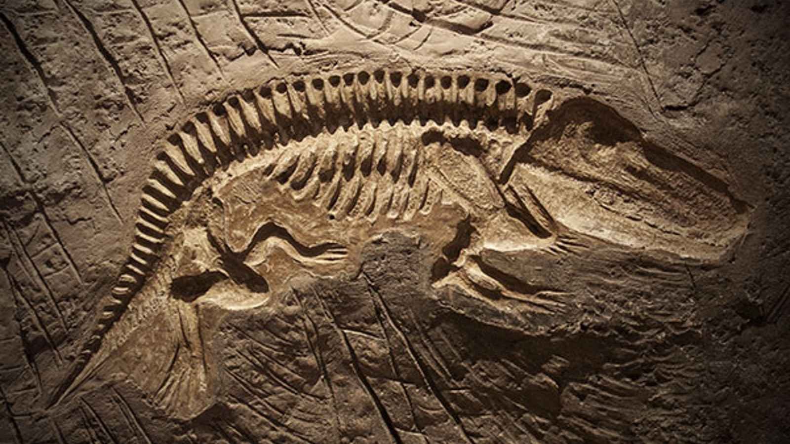 National Fossil Day National Fossil Day 2023: Date, History, Facts, How to Celebrate