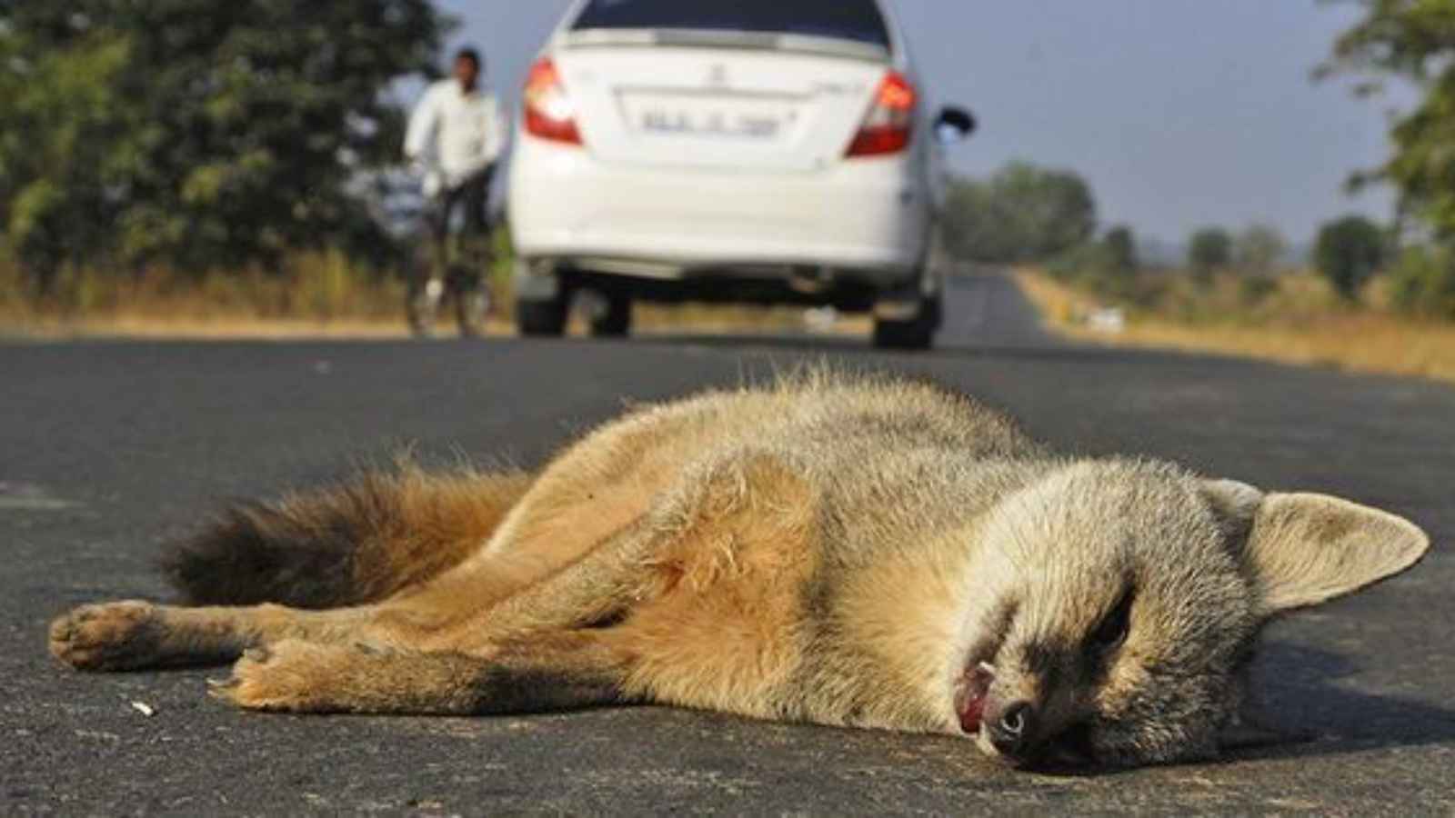 World Animal Road Accident Awareness Day 2023: Date, History, Facts about SUV Animal Accidents