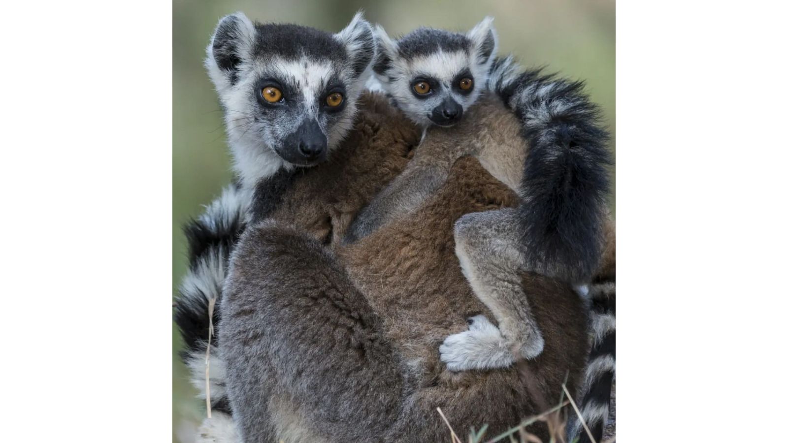 World Lemur Day 2023