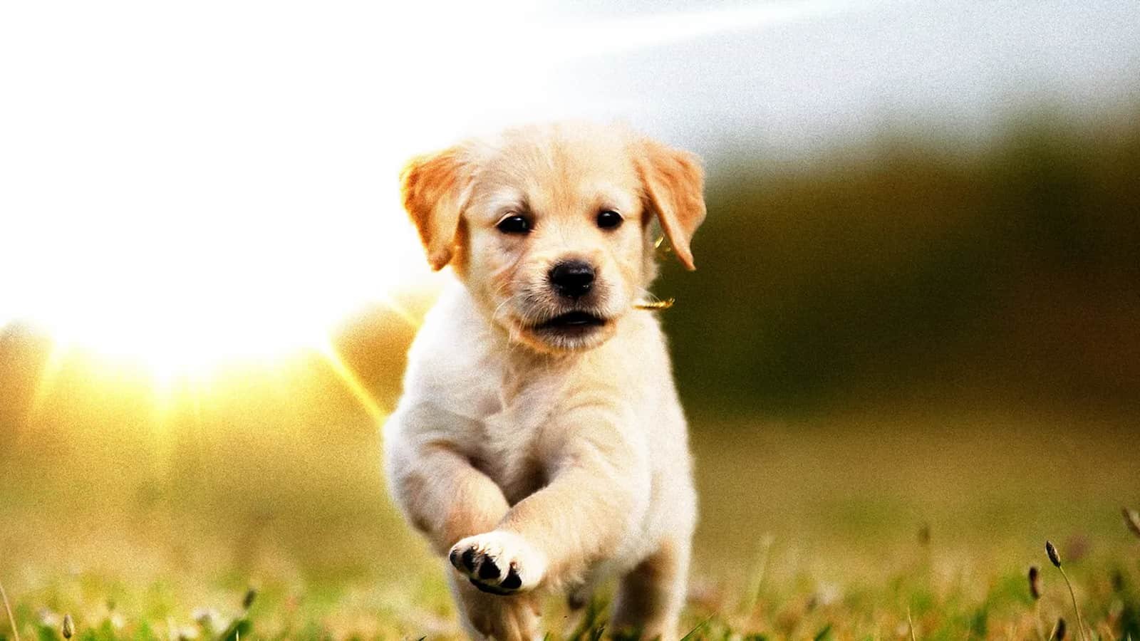 National Canine Lymphoma Awareness Day National Canine Lymphoma Awareness Day