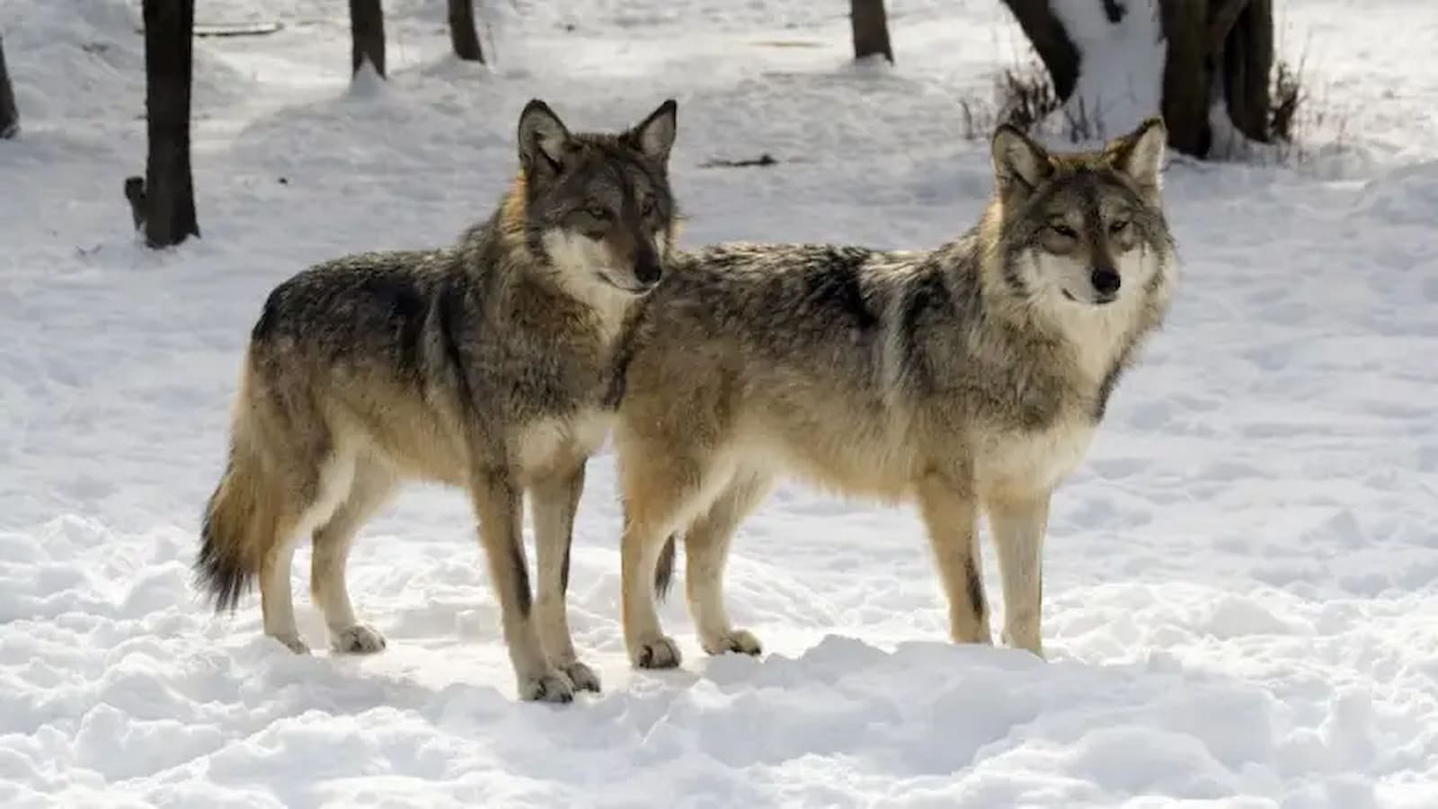 Wolfenoot Wolfenoot
