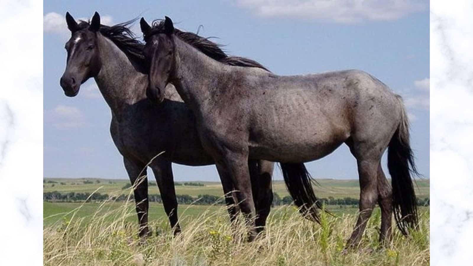 National Horse Day 2023: Date, History and 5 Facts About Wild Horses National Horse Day 2023: Date, History and 5 Facts About Wild Horses
