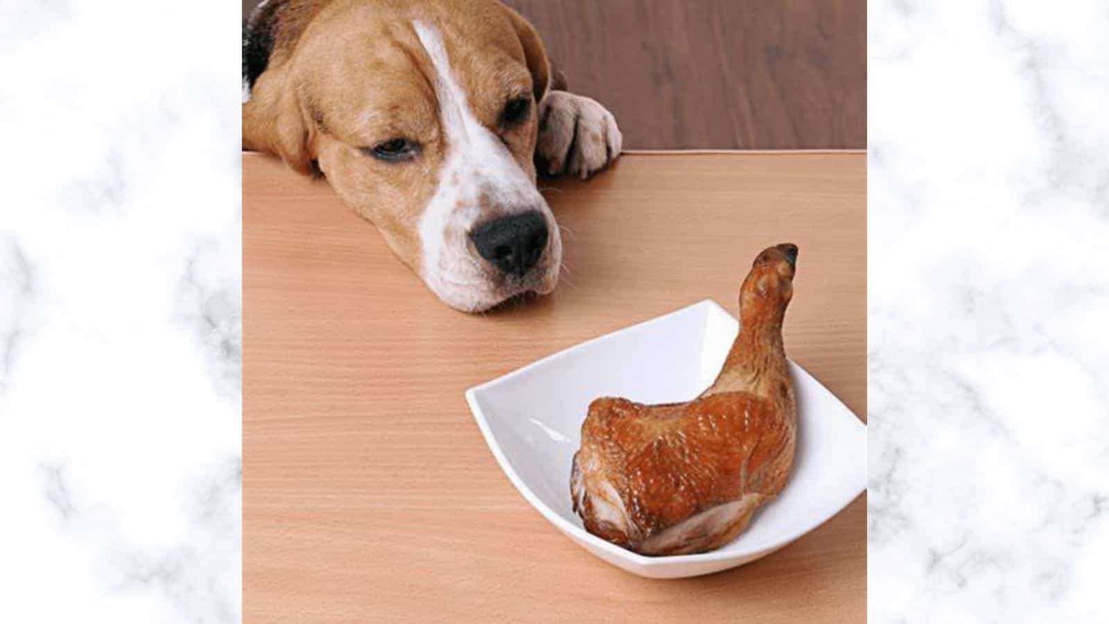 Holiday Food Drive for Needy Animals Day 2023: Date, History and How to help Animals