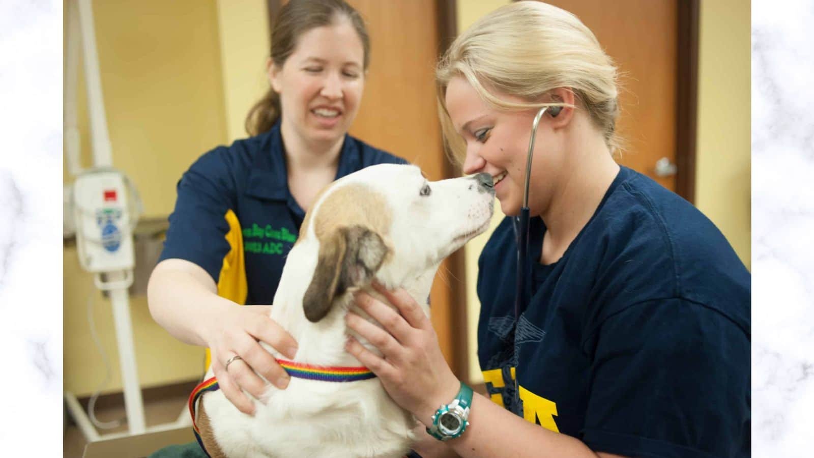 International Day of Veterinary Medicine 2023: Date, History and how to observe it International Day of Veterinary Medicine 2023: Date, History and how to observe it