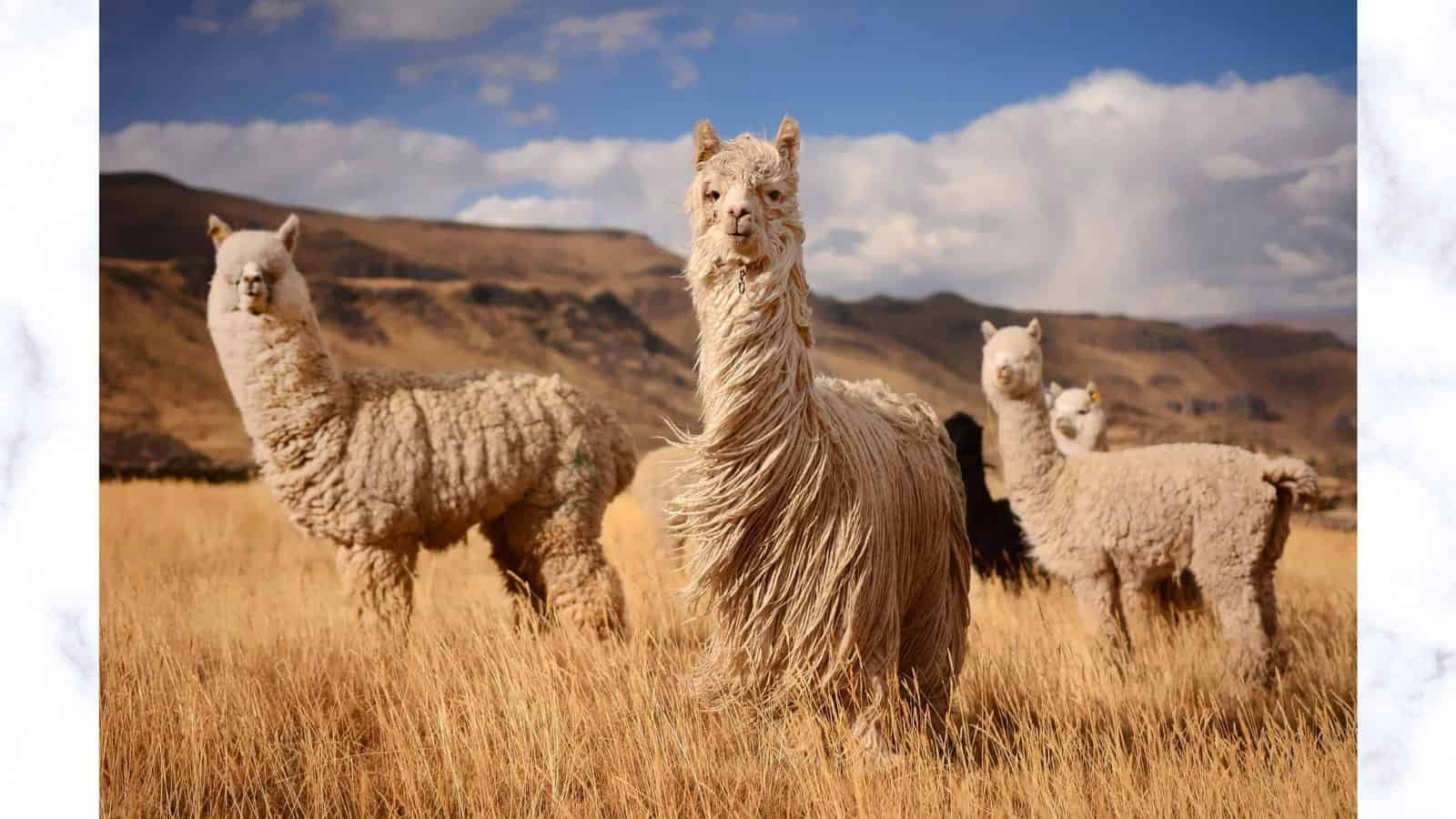 National Llama Day 2023: Date, History and 4 Facts About Llamas That You Never Knew National Llama Day 2023: Date, History and 4 Facts About Llamas That You Never Knew