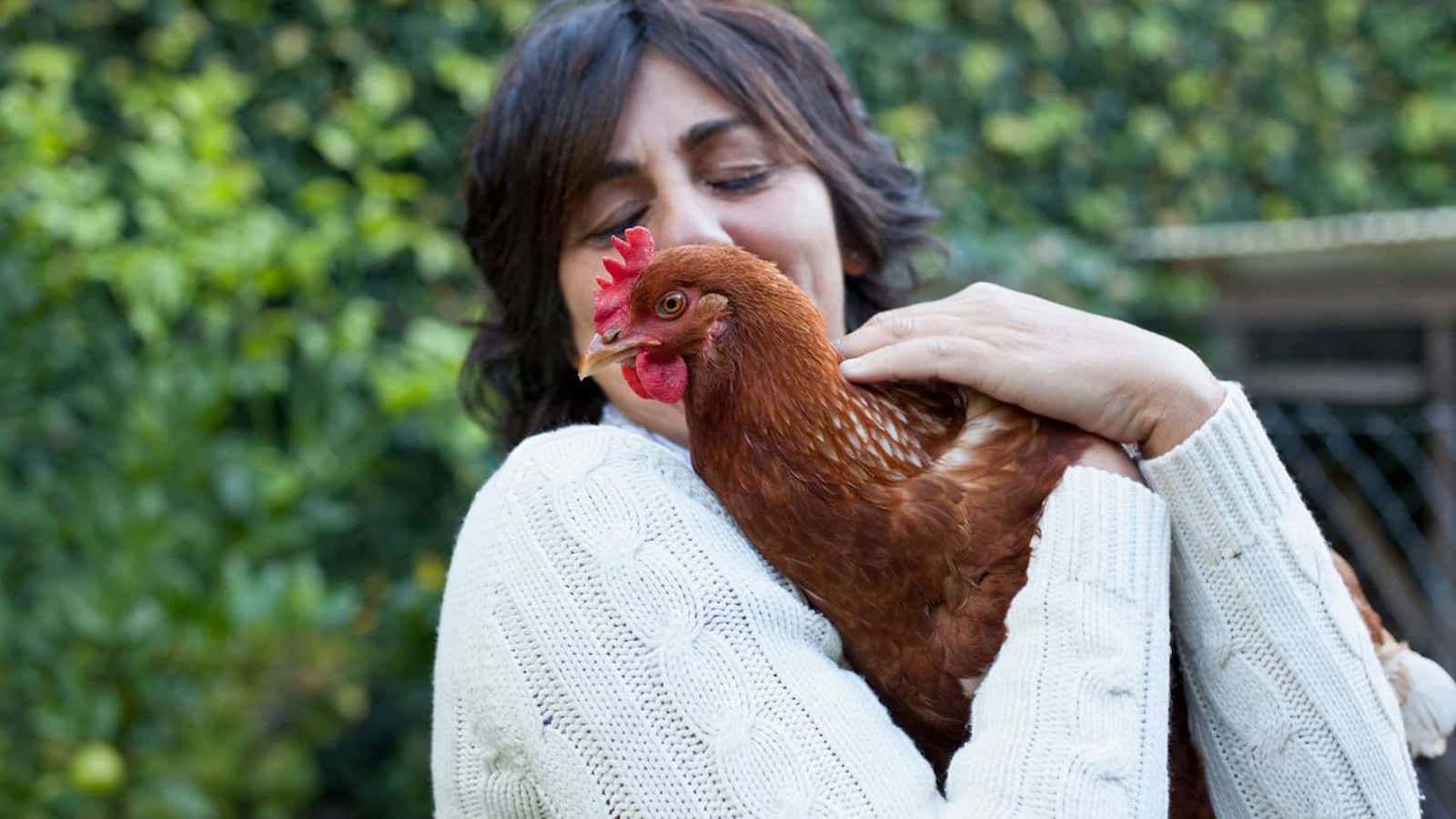 National Snuggle a Chicken Day 2024: Date, history and 5 Facts Relating To Chickens