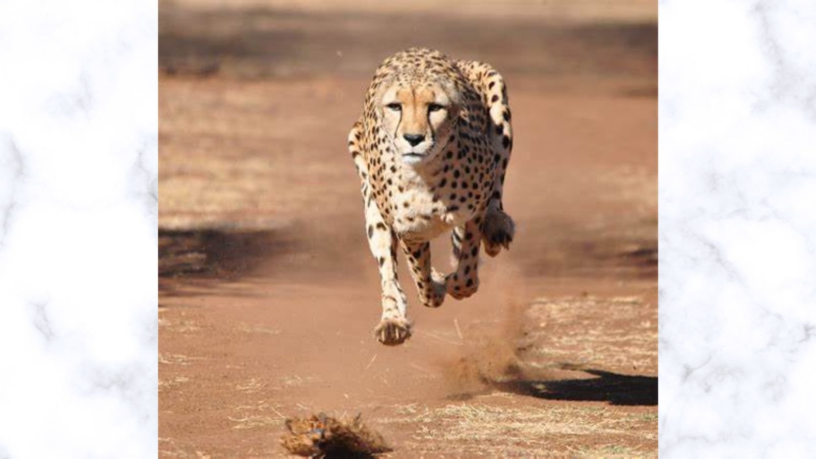 International Cheetah Day International Cheetah Day