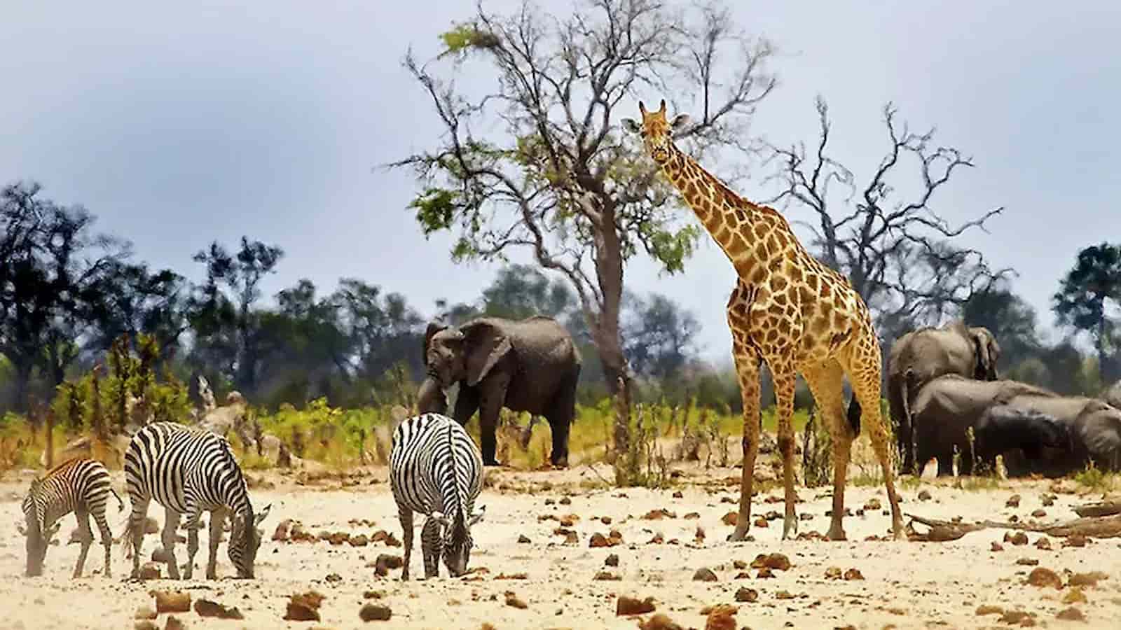 10 INTERESTING FACTS ABOUT FLORIDA ANIMALS visual data 3