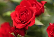 Romantic Rose Quotes: A Collection of Stunning Sayings Romantic Rose Quotes, rose and love quotes, love quotes, rose quotes