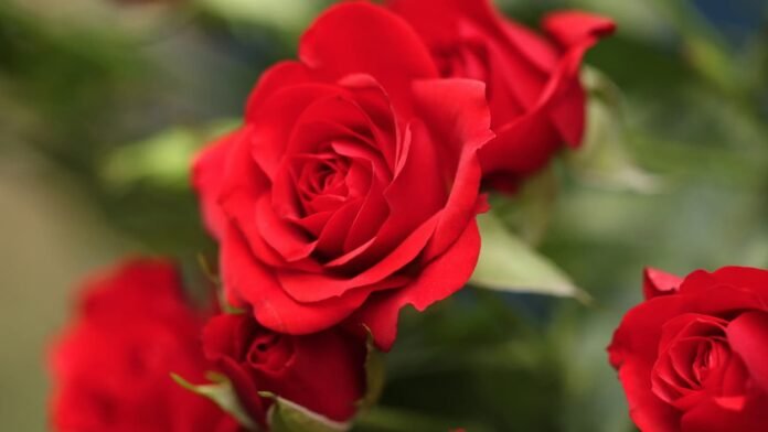 Romantic Rose Quotes, rose and love quotes, love quotes, rose quotes