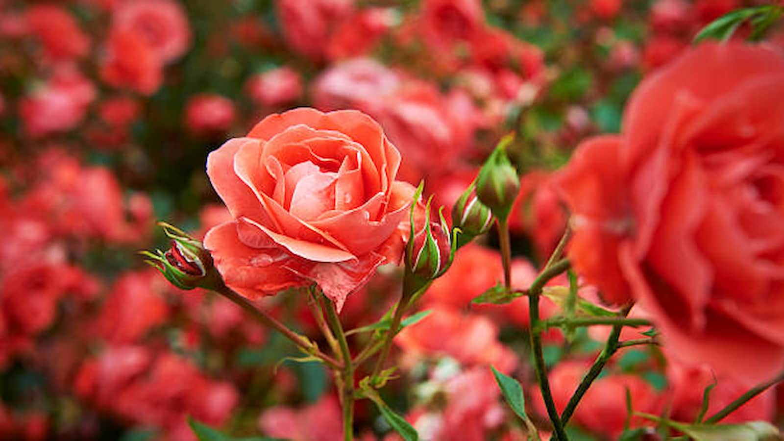 Symbolic Meaning of Roses, what does different rose color means, rose color meanings